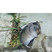 گونه ول برفی European Snow Vole